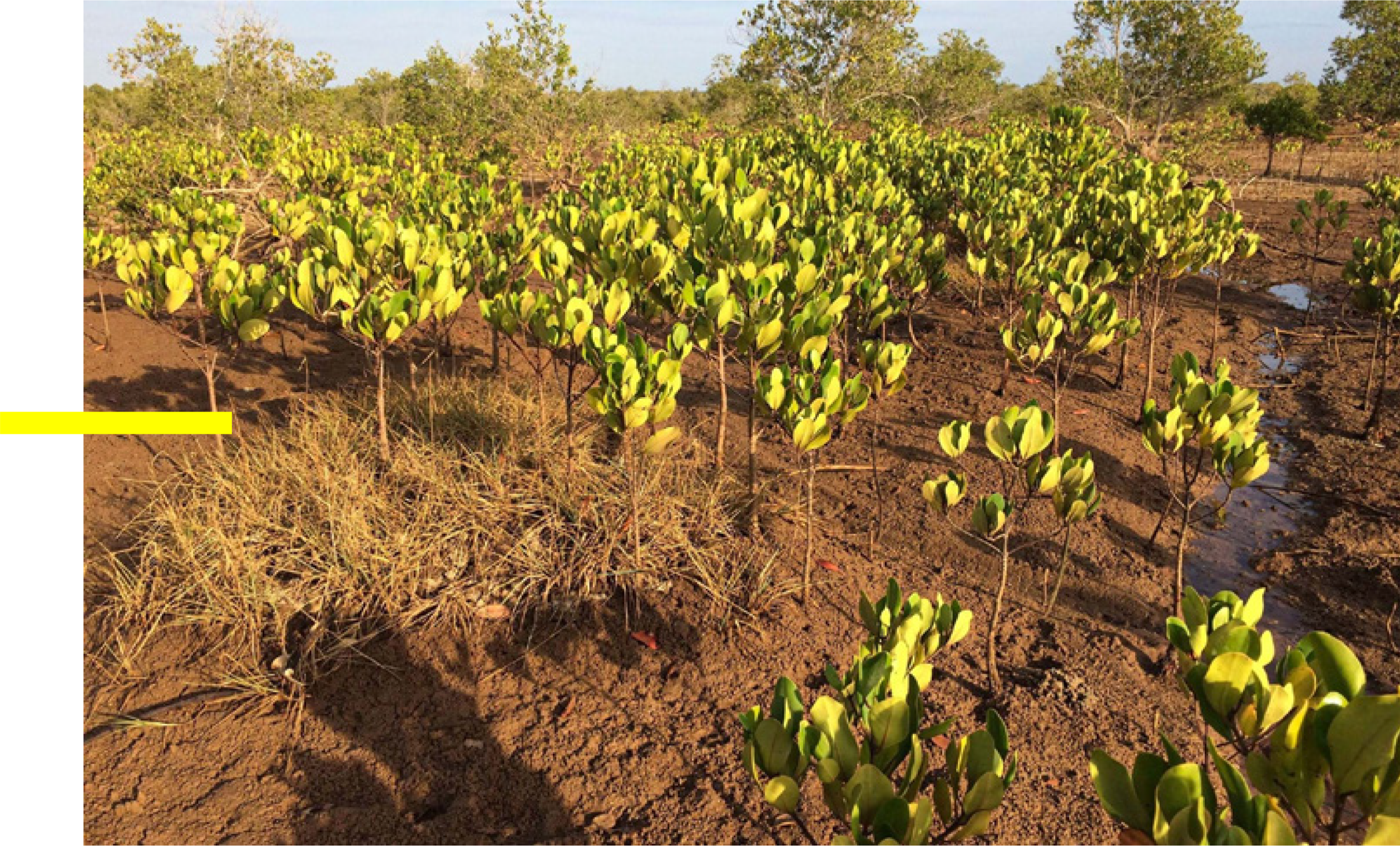 How Forest Protected