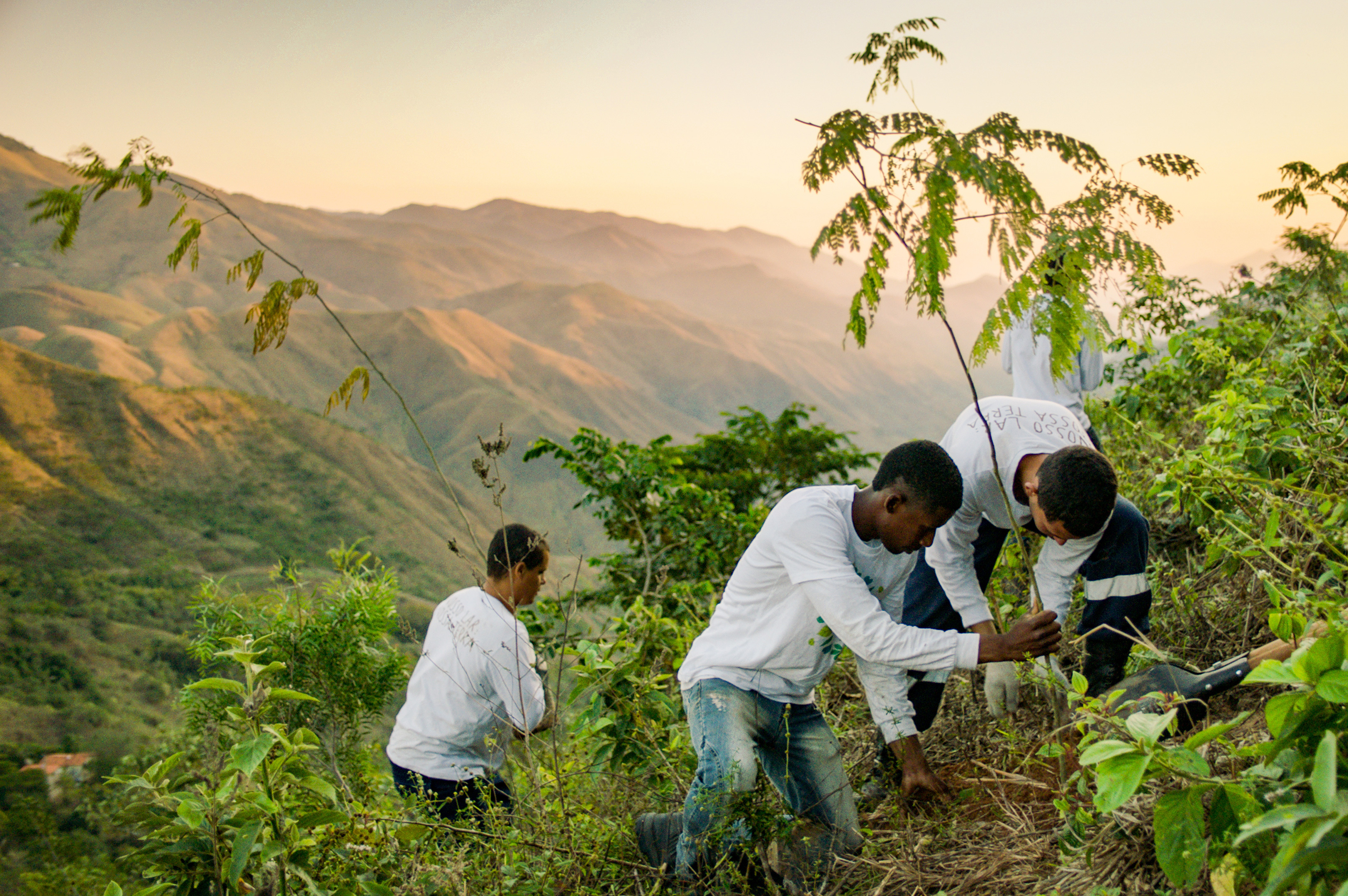 Planting Trees - Take Action crop